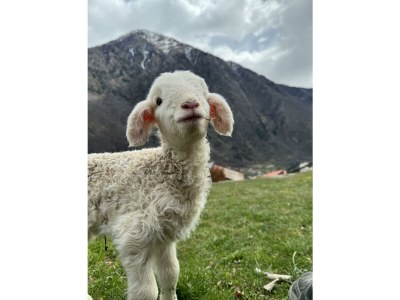 Holiday apartment Agriturismo Mondolegro - Chiesa Valmalenco - Environment photo 19