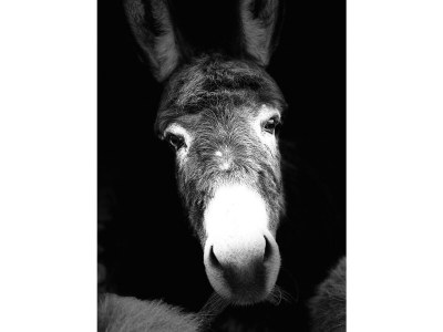 Holiday apartment Agriturismo Mondolegro - Chiesa Valmalenco - Environment photo 20