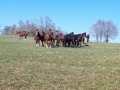 Holiday apartment Link - Environment photo 30