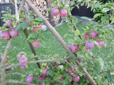 Holiday house Christof - Features photo 28