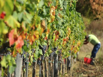 Villa Villa in der Toskana mit Weingut - Outdoor photo 10