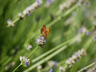 Villa Villa in der Toskana mit Weingut - Outdoor photo 33