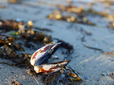 Holiday house Ferienhaus Ostseechalet Strandmuschel Gelting - Environment photo 26