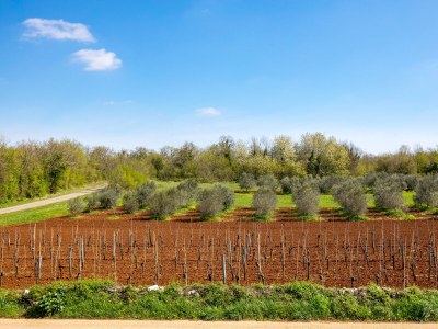 Villa Lente - Environment photo 40