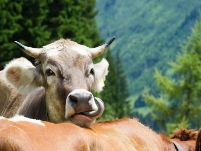 Apartment Apartment in Damüls near Ski Slopes - Environment photo 25