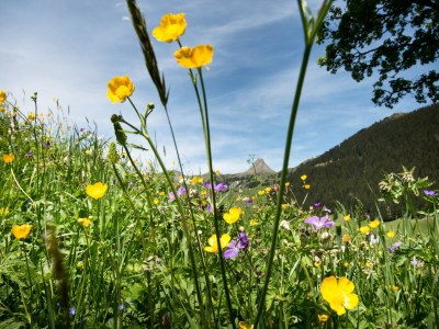 Apartment Apartment in Damüls near Ski Slopes - Environment photo 30