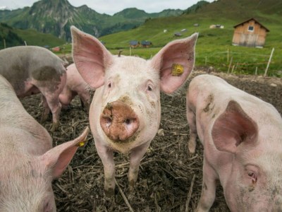 Apartment Apartment in Damüls near Ski Slopes - Environment photo 36