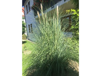 Apartment 2-Bett-Ferienwohnung Dusche/WC, 1 Schlafraum - Outdoor photo 31