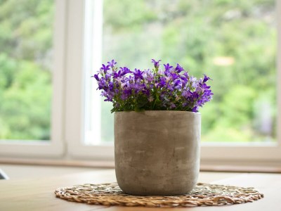 Apartment 7-Bett Ferienwohnung Hundeglück - Features photo 36