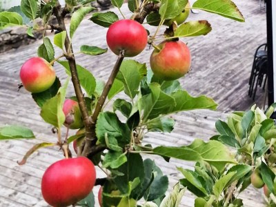 Holiday house 8 person holiday home in Masfjordnes-By Traum - Outdoor photo 8