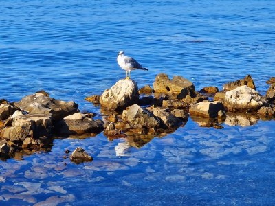 caravan Dalmatino Pleasure Mobile Home - Two Bedroom Mobile Home with Terrace - Outdoor photo 9