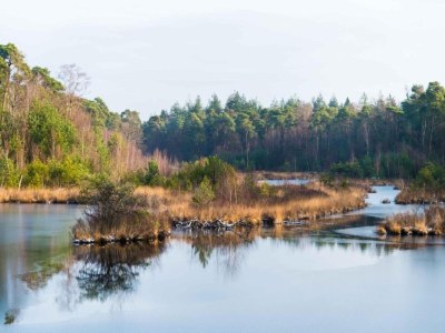 Holiday park Chalet by Park Pond in the Netherlands - Environment photo 14