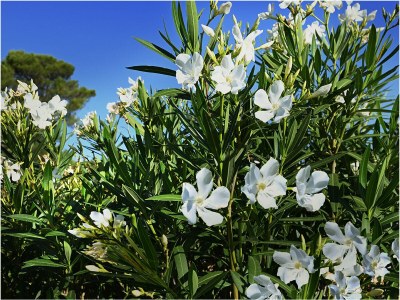 Cottage Mas Nouvel - Environment photo 30