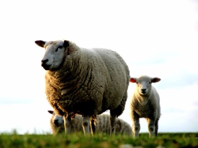 Holiday house een - Environment photo 26