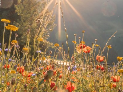 Holiday house Chalet in Filzmoos near Tauern Mountains - Outdoor photo 11