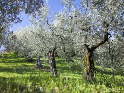 Cottage Eleganter Rückzugsort in Umbrien - Environment photo 35