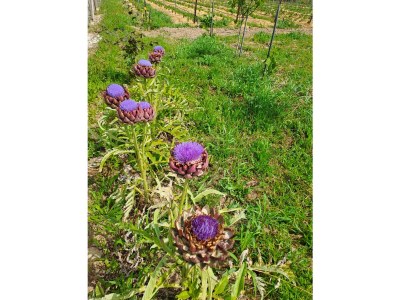 Holiday house Irmi s Apartment am Gardasee - Outdoor photo 7