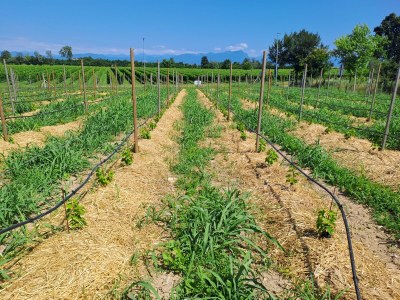 Holiday house Irmi s Apartment am Gardasee - Outdoor photo 8