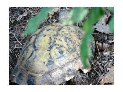 Holiday house Casa Renino - Outdoor photo 12