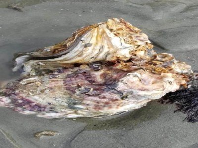 Holiday park Detached House in Zeeland with Scenic Terrace - Environment photo 33