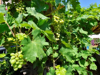 Apartment Apartments Nevia - Two Bedroom Apartment Nevia II A4 with Garden - Environment photo 25