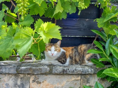 Apartment Villa Betiga - Apartment Scheveningen A1 - Environment photo 20