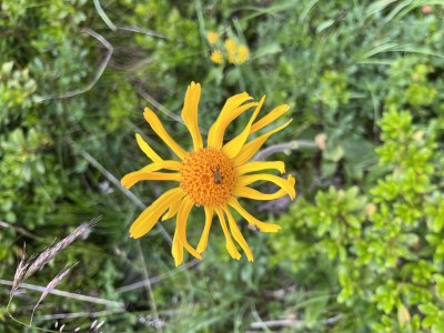 Alpine hut Huberalm - Outdoor photo 7