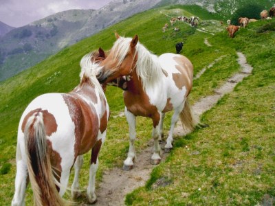 Cottage Mansion in Pescaglia near Tuscan Coast - Environment photo 26