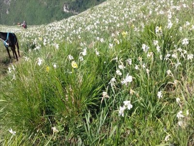 Cottage Mansion in Pescaglia near Tuscan Coast - Environment photo 28