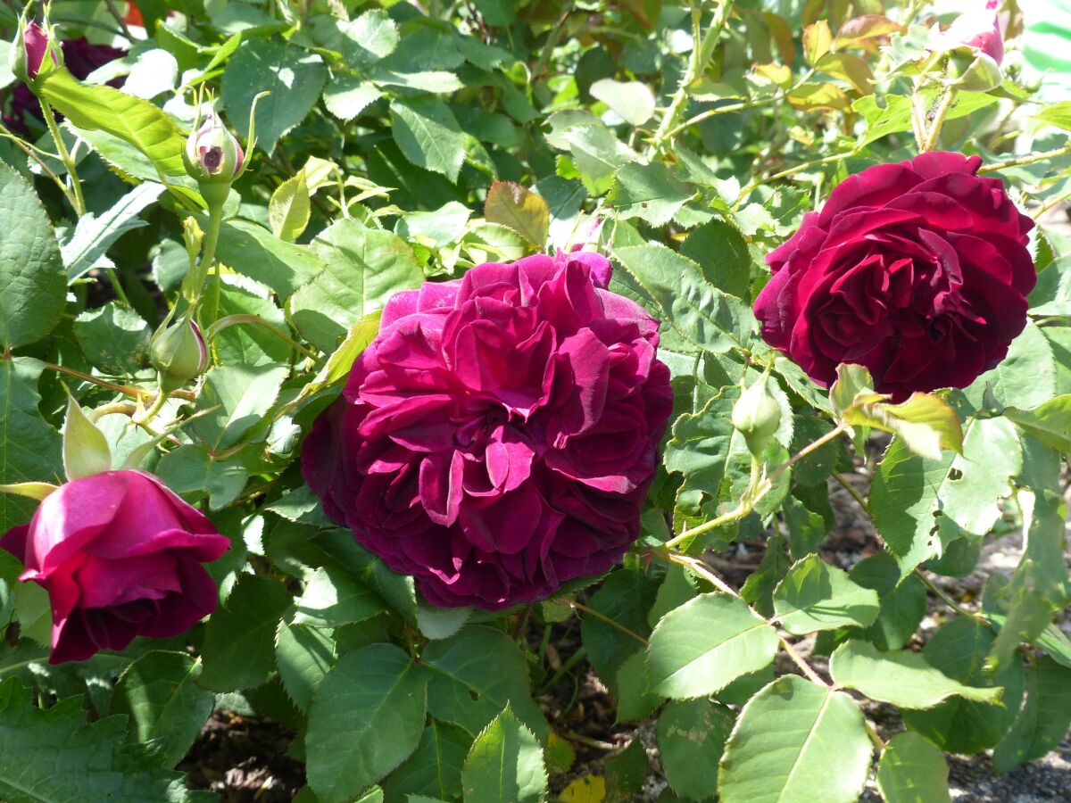 Apartment 4-Bett-Ferienwohnung Dusche/WC bis 6 Personen - Outdoor photo 2