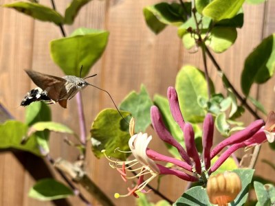 Apartment 6-Bett-Ferienhaus Bauernhaus - Outdoor photo 18