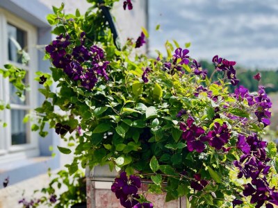 Apartment 6-Bett-Ferienhaus Bauernhaus - Features photo 44