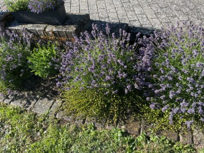 Apartment 2-Bett-Ferienwohnung Opp der Holl - Outdoor photo 22