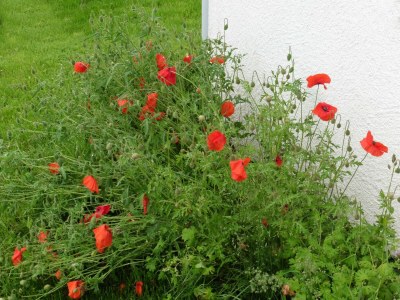 Apartment Waldsicht 4-Bett-Ferien-Appartement - Outdoor photo 10