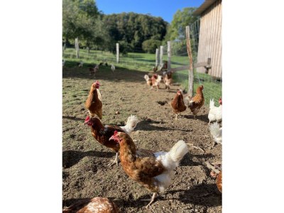 Apartment Das Schmitz Haus, 2x Dusche/WC, 3 Schlafräume - Outdoor photo 10