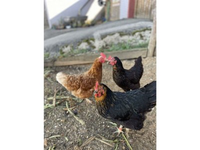 Apartment Das Schmitz Haus, 2x Dusche/WC, 3 Schlafräume - Outdoor photo 11