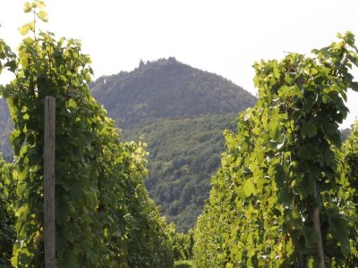 Apartment Wohnung in Elsass nahe Europa-Park - Environment photo 24