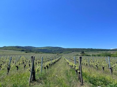 Apartment Wohnung in Elsass nahe Europa-Park - Environment photo 29