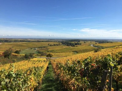 Apartment Wohnung in Elsass nahe Europa-Park - Environment photo 30