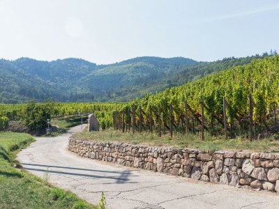 Apartment Wohnung in Elsass nahe Europa-Park - Environment photo 32