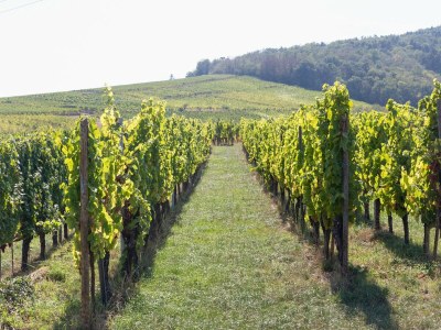 Apartment Wohnung in Elsass nahe Europa-Park - Environment photo 34