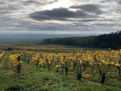 Apartment Wohnung in Elsass nahe Europa-Park - Environment photo 37