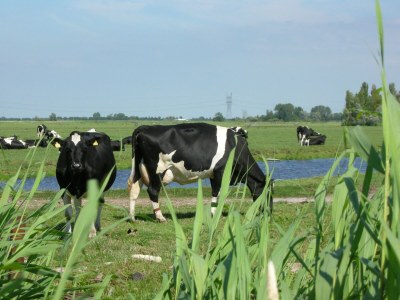 Holiday house Charming Home by the Lake - Environment photo 32