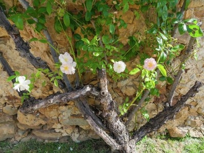 Cottage Familienvilla mit Pool - Outdoor photo 39