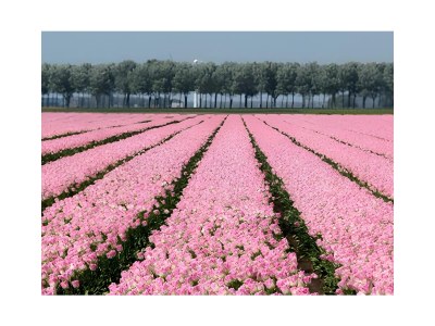 Villa Vrieswijk - Environment photo 18