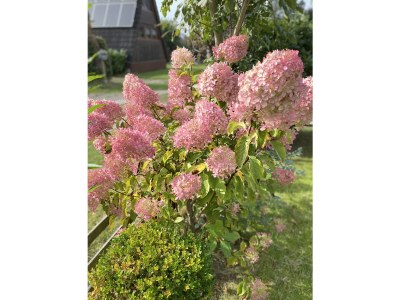 Holiday house Triangle Vacation Home - Outdoor photo 9