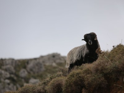 Holiday house Holiday home Crete, south - Environment photo 24