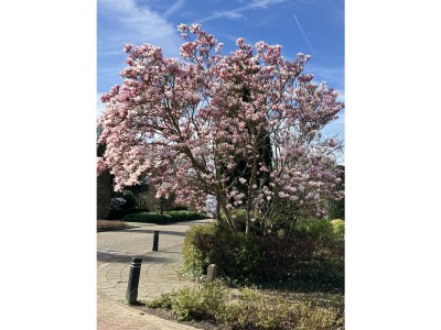 Chalet Lucky Beach - Environment photo 36