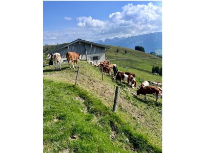 Apartment Lochner Alm - Outdoor photo 16