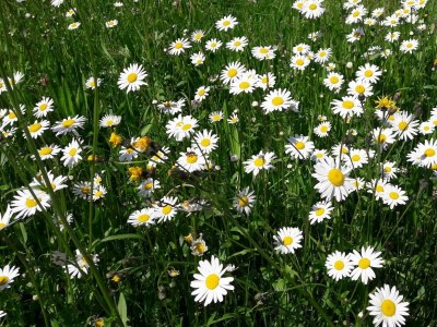 Apartment Ferienhaus Blösl - Outdoor photo 11